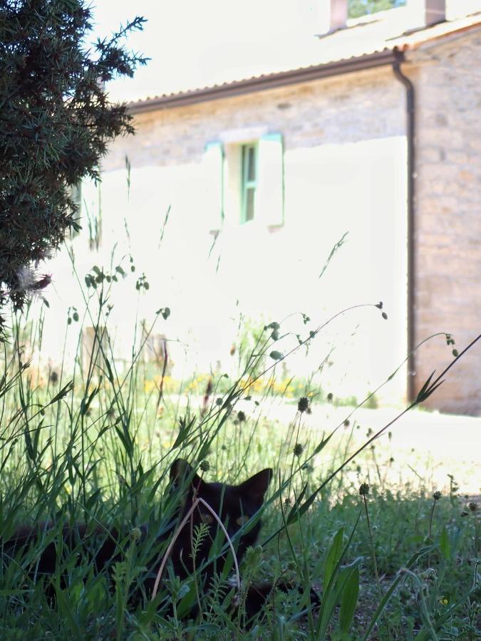 Cottage Al Merlo Olivo Buje Eksteriør bilde